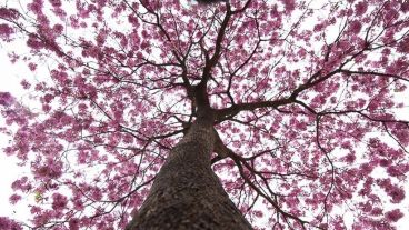 La primera semana primaveral tendrá mucho sol en Rosario.
