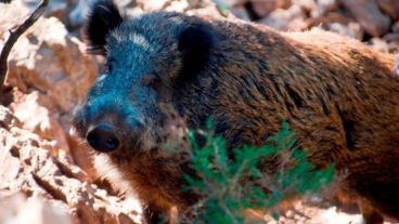 Cada año se registran como promedio más de una veintena de muertes similares.