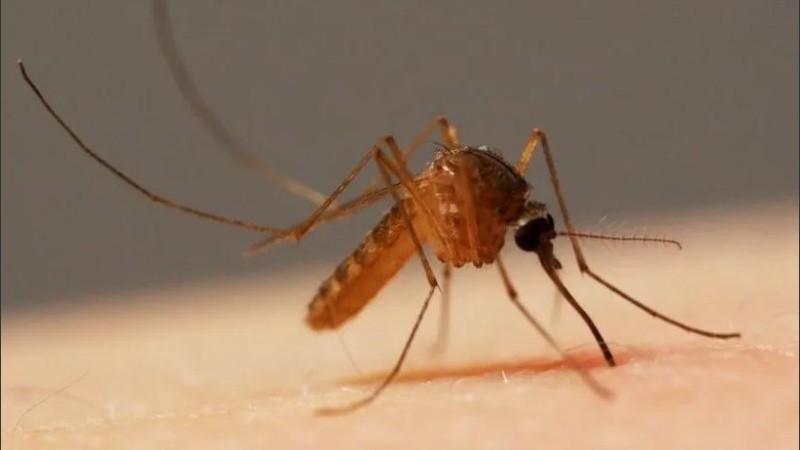 Según profesionales de la salud, emergen los virus transmitidos por mosquitos en América. 