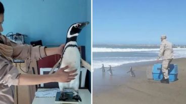 Los pingüinos fueron trasladados por los efectivos de Prefectura hacia la playa de Quequén.