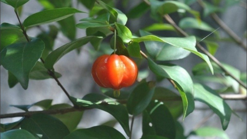 En Argentina hay pitanga en la provincia de Misiones.