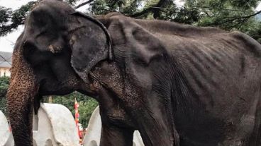 "Estaba gravemente desnutrida. Es increíble que haya vivido tanto tiempo", dijo Janayntha Jayewardene, experto en elefantes.