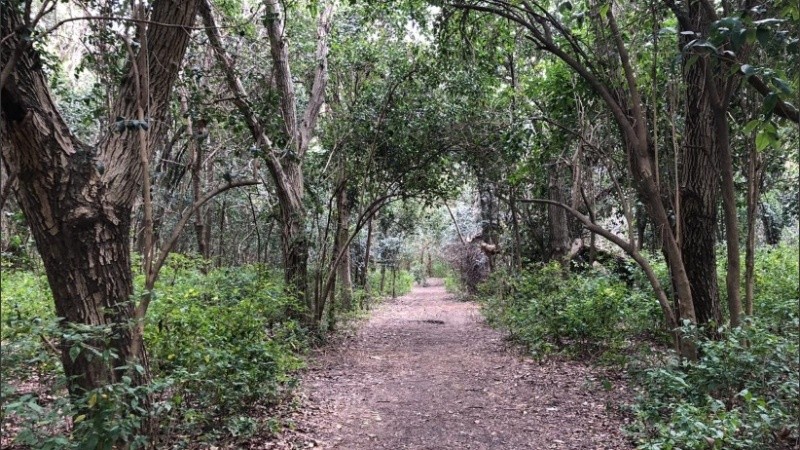 Un sendero en medio de la exuberante vegetación del Parque Villarino. 