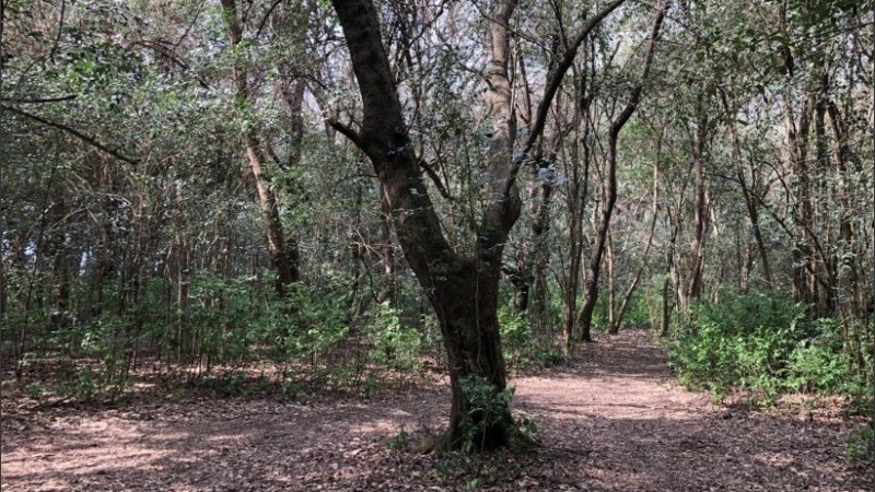 El verde entra por todos los sentidos en el interior del Parque Villarino de Zavalla. 