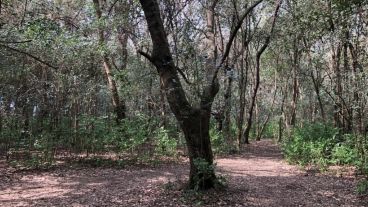 El verde entra por todos los sentidos en el interior del Parque Villarino de Zavalla.