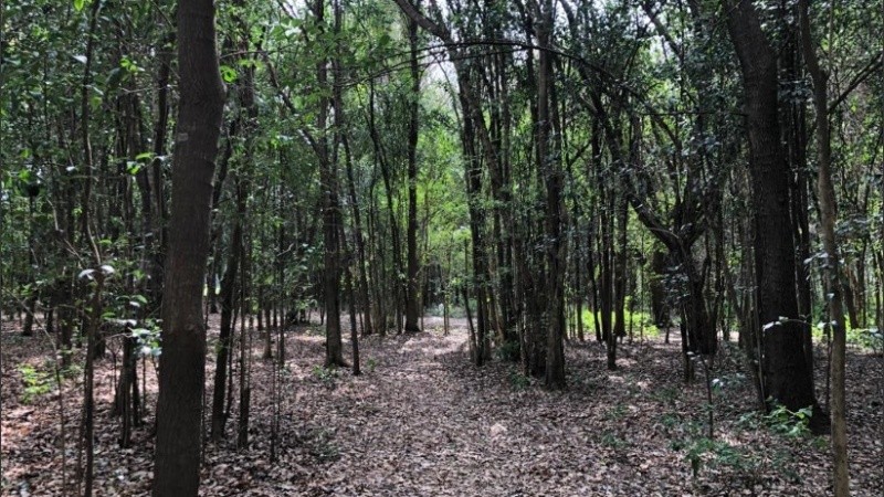 Senderos para explorar en el Parque Villarino de Zavalla. 