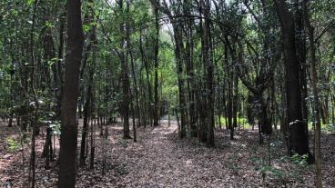 Senderos para explorar en el Parque Villarino de Zavalla.