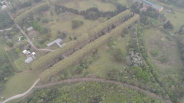 Una vista aérea de la avenida de plátanos que lleva al edificio de la Facultad.