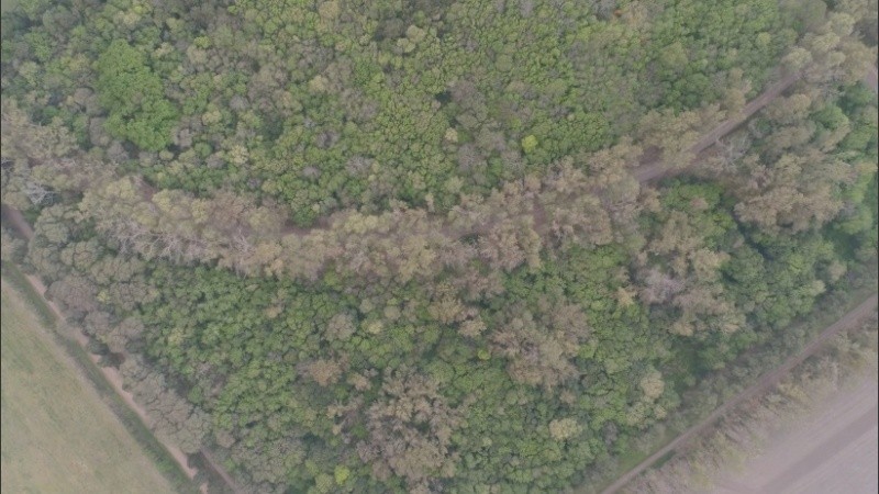 La impactante vegetación, vista desde el cielo.