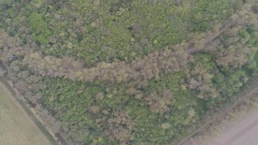 La impactante vegetación, vista desde el cielo.