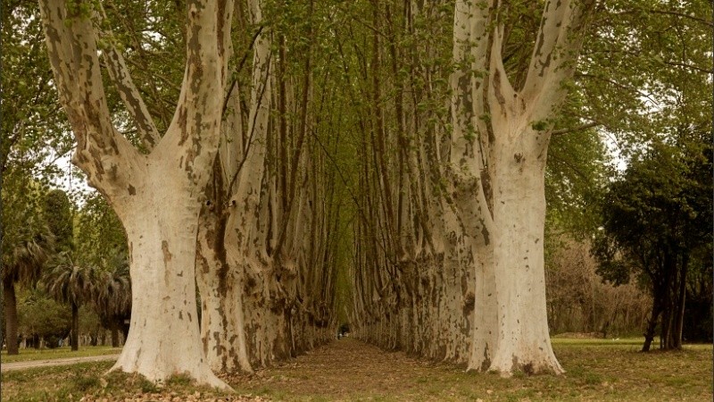 Hermosa avenida de plátanos en el Parque Villarino de Zavalla. 