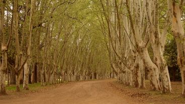 Hermosa avenida de plátanos en el Parque Villarino de Zavalla.