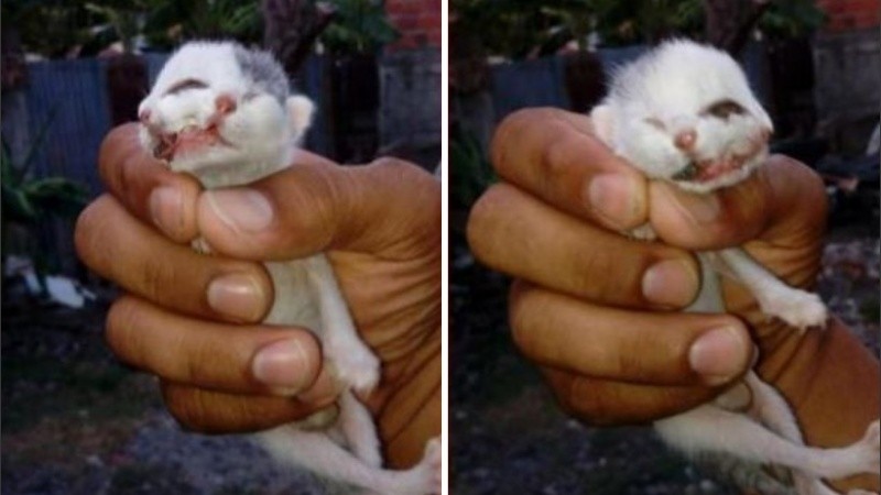 El animalito se alimentaba con sus dos bocas de la teta de su mamá.