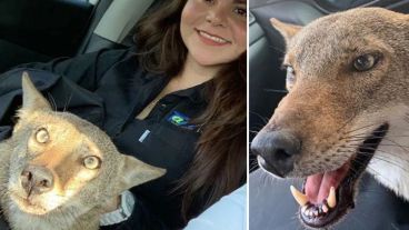 El coyote no se mostró agresivo con los humanos pero está deprimido.