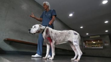Roca se recupera en el Hospital de Animales, donde la atendió el doctor Cossia.