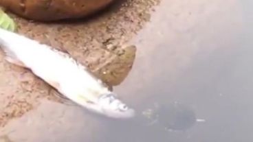 Gracias a la ayuda de la tortuga, el pez pudo volver al agua.