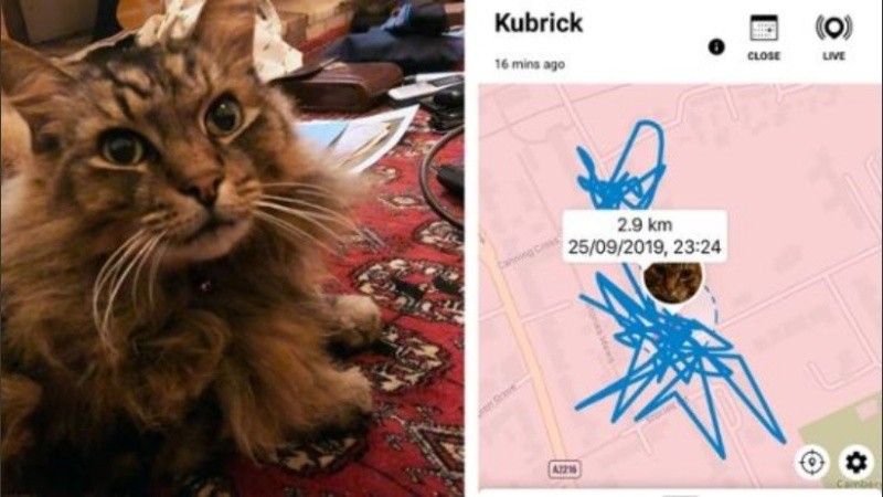 La dueña descubrió que su gato pasaba mucho tiempo en casa de vecinos.