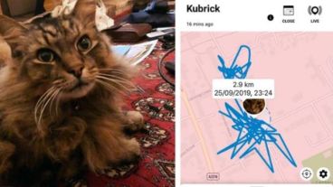 La dueña descubrió que su gato pasaba mucho tiempo en casa de vecinos.