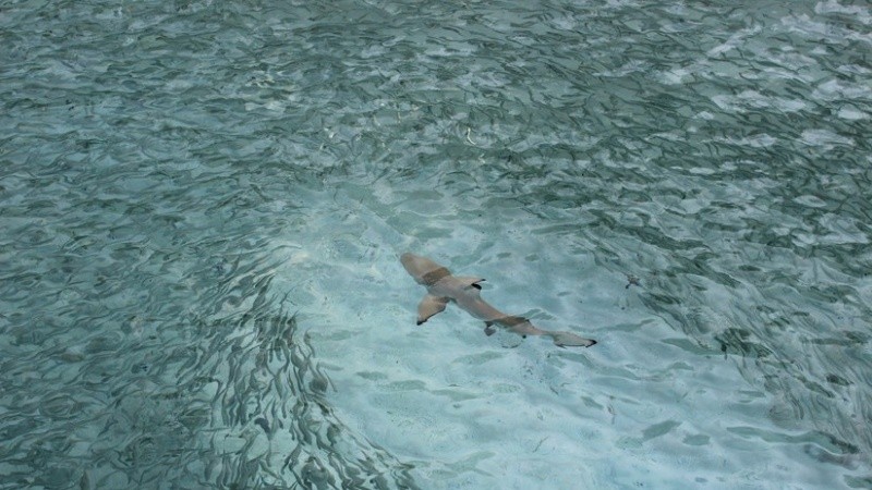 Estos tiburones pueden llegar a pesar cerca de 2.000 kilogramos.