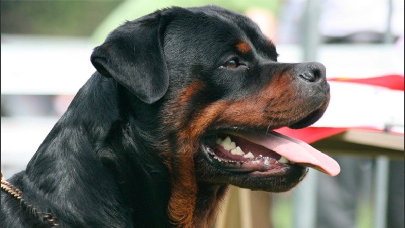 El animal mordió a la nena y le ocasionó heridas leves (imagen ilustrativa). 