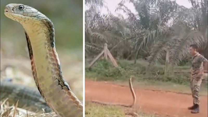 Una mordida de este reptil puede inocular hasta 7 ml de neurotoxina y matar hasta a un elefante.