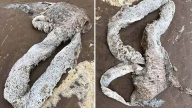 La misteriosa criatura medía unos tres metros de largo.