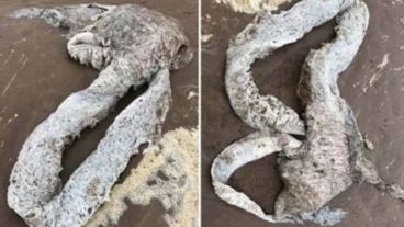 La misteriosa criatura medía unos tres metros de largo.