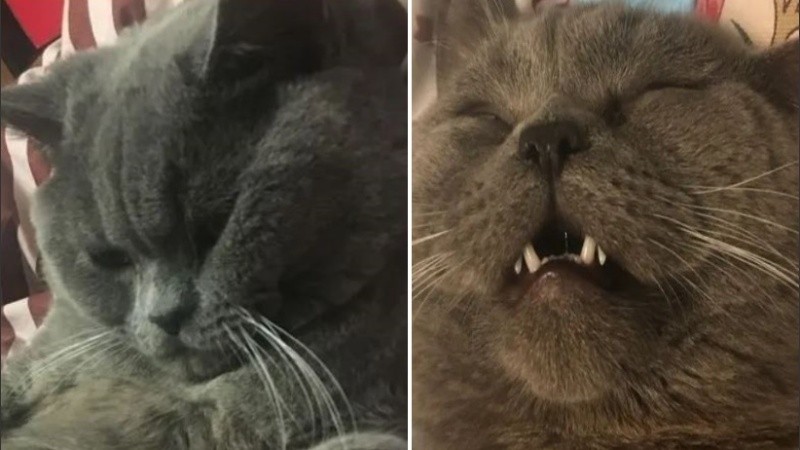  El animal tuvo que recibir glucosa y suero tras quedar exhausto por la maratón sexual que vivió.