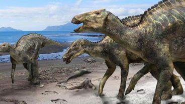 El sabor de cualquier carne se ve afectado por la composición muscular del animal y lo que come.