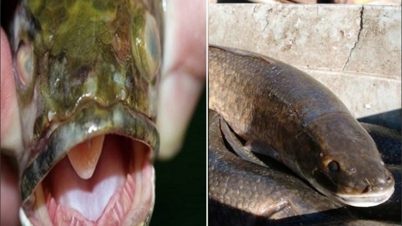 Este pez tiene la capacidad de respirar aire y sobrevivir en tierra.