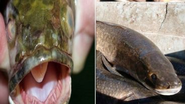 Este pez tiene la capacidad de respirar aire y sobrevivir en tierra.