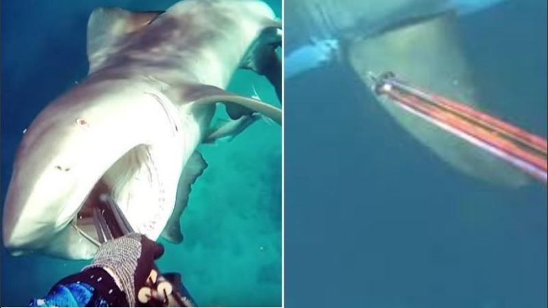 El hombre logró escapar del animal y volver al bote.