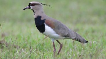 Los teros obligaron a interrumpir el partido durante algunos minutos.