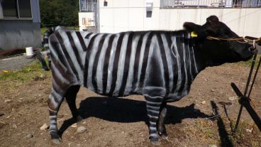 Los científicos estiman que es menos probable que los tábanos aterricen en superficies blancas y negras