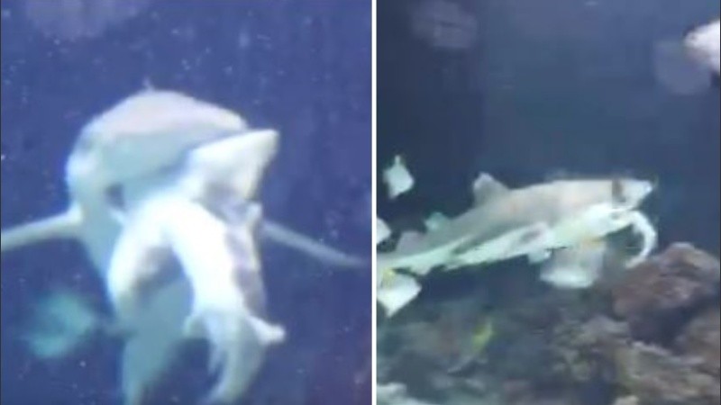Como precaución, un segundo tiburón toro fue alojado en otro acuario.