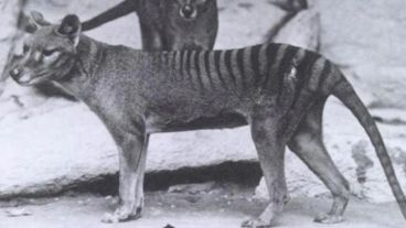 El último tigre de tasmania murió en cautiverio en 1936 y se llamaba Benjamín.