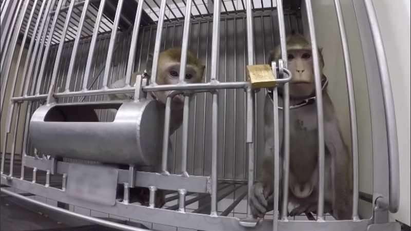 Los monos enjaulados son sometidos a experimentos. 