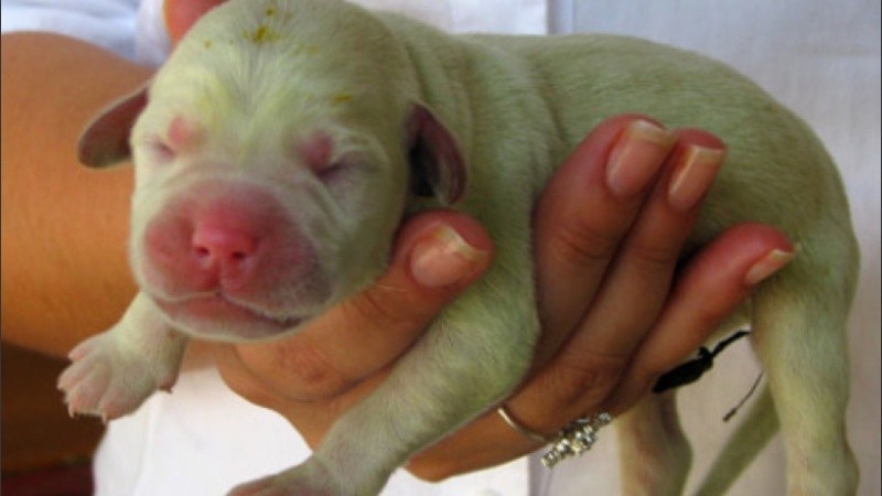 Con el tiempo perderá la perderá la coloración verde, afirmó su dueña.
