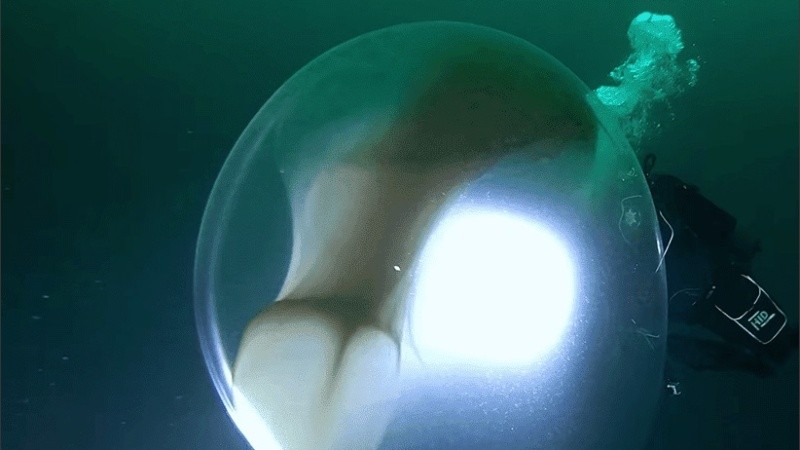 Este tipo de esferas no las ponen todos los calamares.