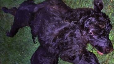 El dueño del lugar aseguró que nunca se imaginó ver un animal con dos cuerpos.