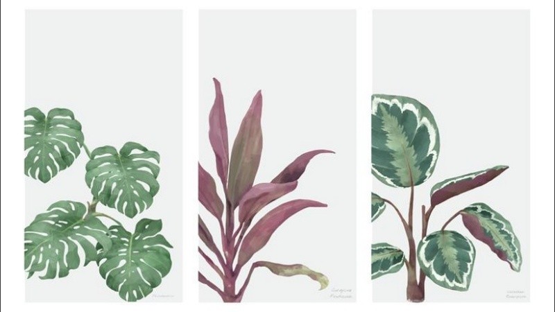 El vaivén de lluvia y sol hace bien a las plantas. 