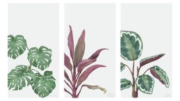 El vaivén de lluvia y sol hace bien a las plantas.