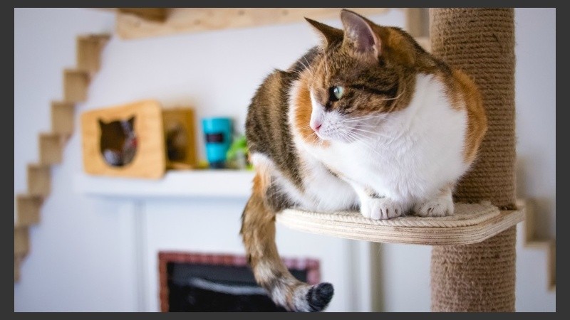 Tener un proyecto al que no te importe dedicar tiempo es probablemente la mejor manera de triunfar.