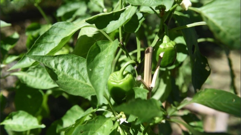 Como cierre a la charla se entregarán plantines a todos los asistentes.