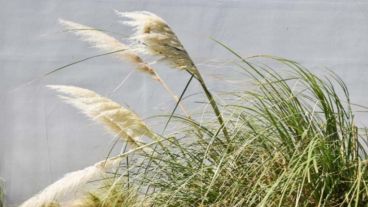 Se prevé que sobre Rosario soplen vientos de hasta 80 kilómetros por hora.