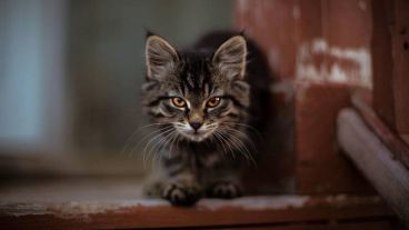 La idea es poner a prueba la "vista de águila" para dar con el intruso.