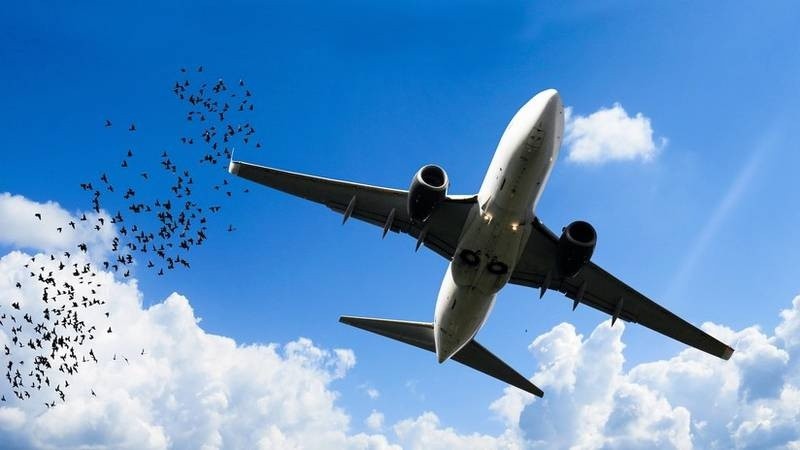 Los incidentes con pájaros representan serios riesgos para los aviones.