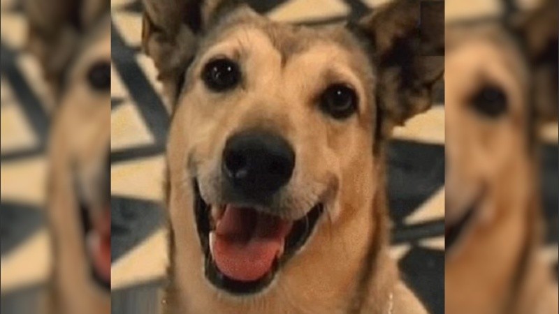Fatiga era hermana de Betún, el perro que participó en las grabaciones de Los Simuladores.