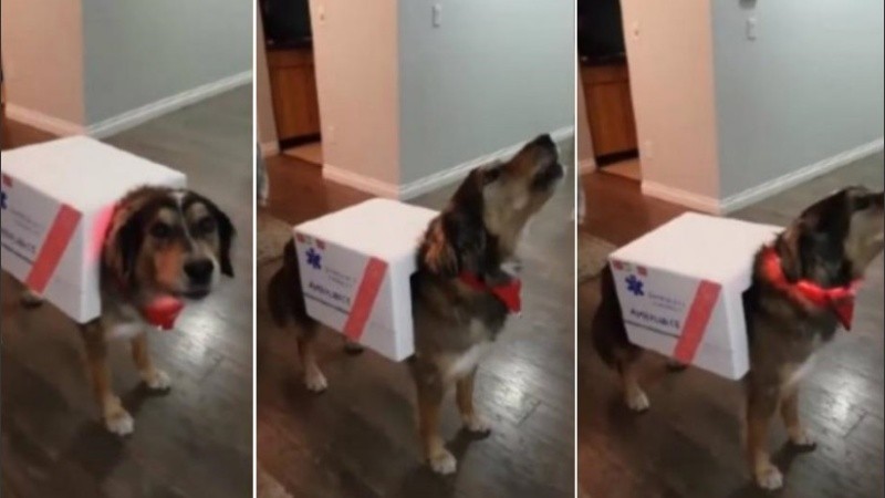 El perrito parece disfrutar con la familia 