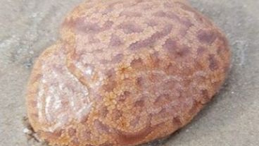 Afirman que se conocen alrededor de 2.300 especies de este tipo.